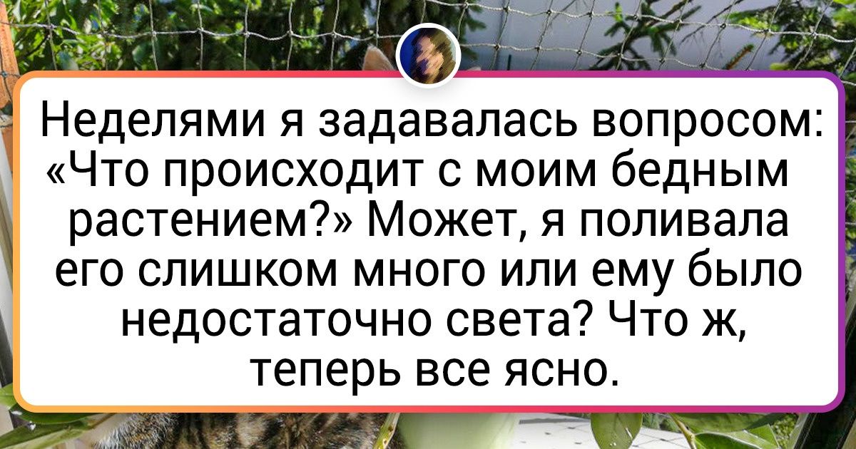 20 фото домашних животных, наглядно показывающих, за кем в доме последнее слово