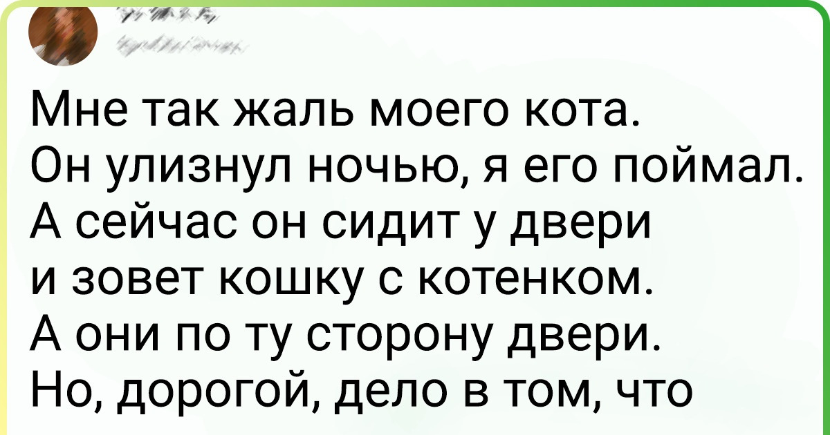 20+ твитов от владельцев прекрасных пушистых созданий, которые спасают от всего: и от грусти, и от экзистенциального кризиса