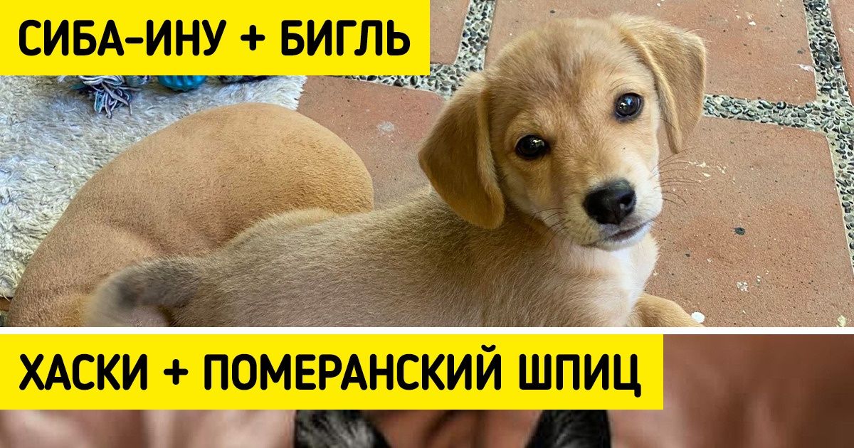 20 собак-метисов, которые взяли лучшее от своих породистых мам и пап 20 собак-метисов, которые взяли лучшее от своих породистых мам и пап