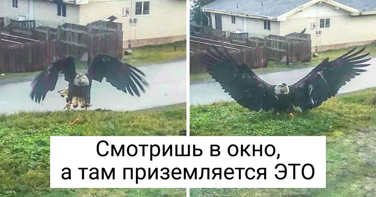 18 животных, внешность которых словно кричит о том, что они не с нашей планеты 18 животных, внешность которых словно кричит о том, что они не с нашей планеты
