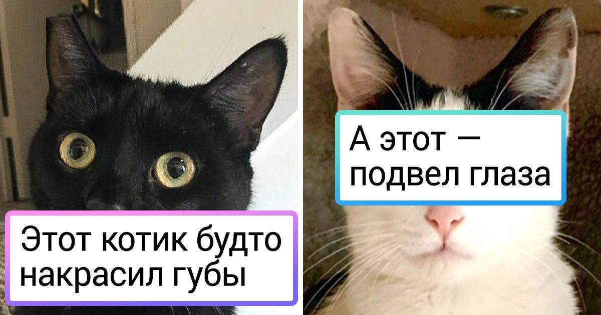 18 животных, у которых есть своя фишка, и вы не сможете не влюбиться в них 18 животных, у которых есть своя фишка, и вы не сможете не влюбиться в них