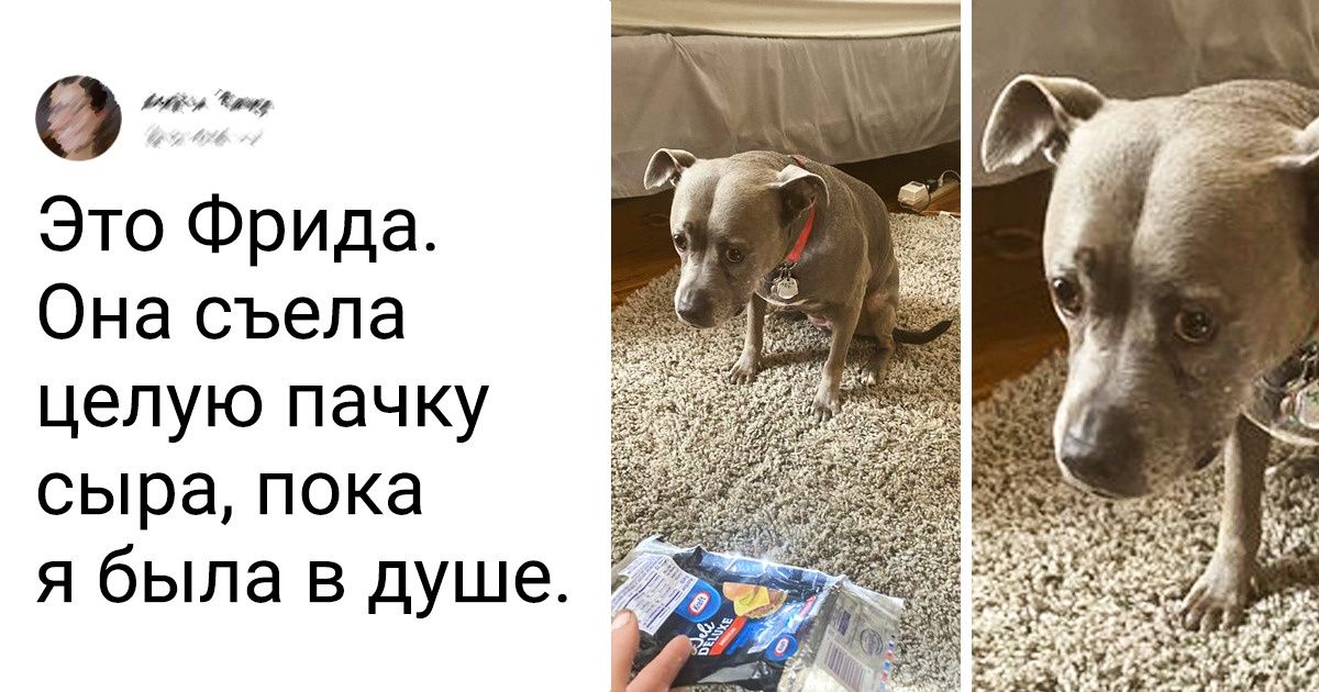 19 животных, чьи эмоции на морде написаны 19 животных, чьи эмоции на морде написаны