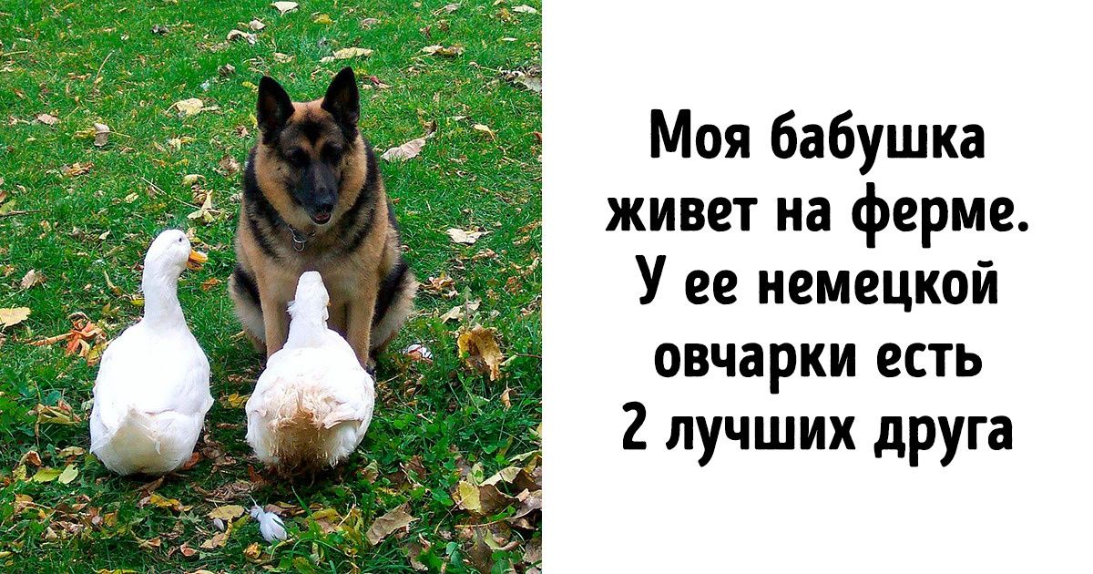 20+ доказательств того, что для настоящей дружбы не существует преград 20+ доказательств того, что для настоящей дружбы не существует преград