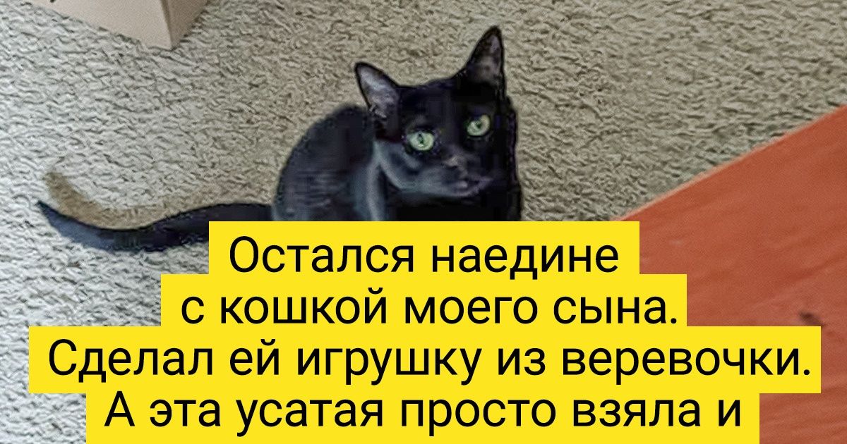 16 усатых, которые, видимо, вконец обнаглели и даже не собираются этого скрывать 16 усатых, которые, видимо, вконец обнаглели и даже не собираются этого скрывать