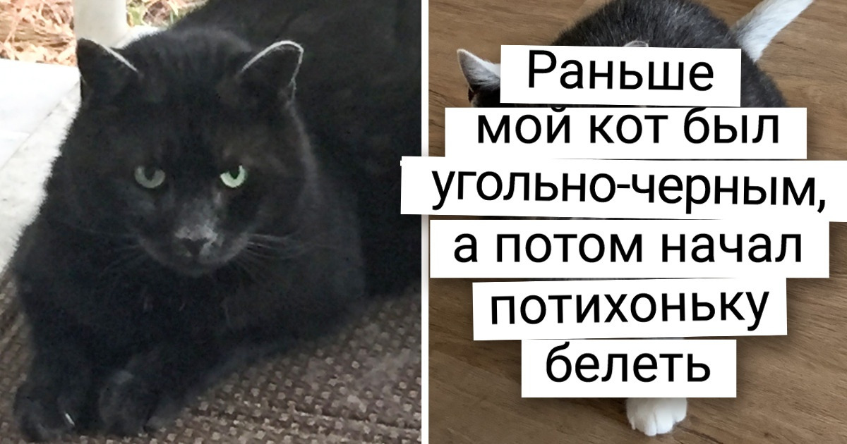 20 кошек, которые настолько особенные, что вторых таких в мире точно не найти 20 кошек, которые настолько особенные, что вторых таких в мире точно не найти