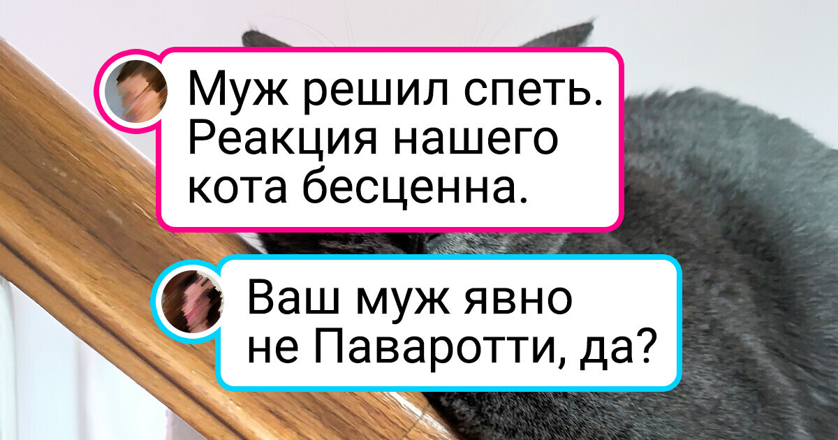 20+ артистичных котиков, которых хоть сейчас бери на главную роль в Голливуд