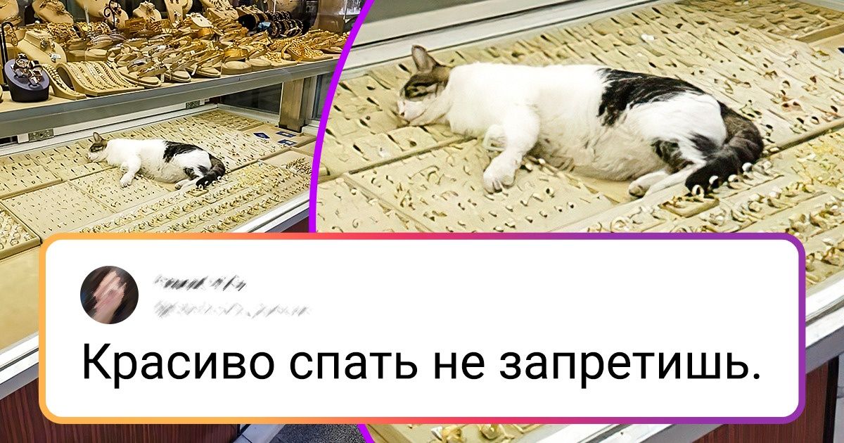 У котенка нет стула неделю