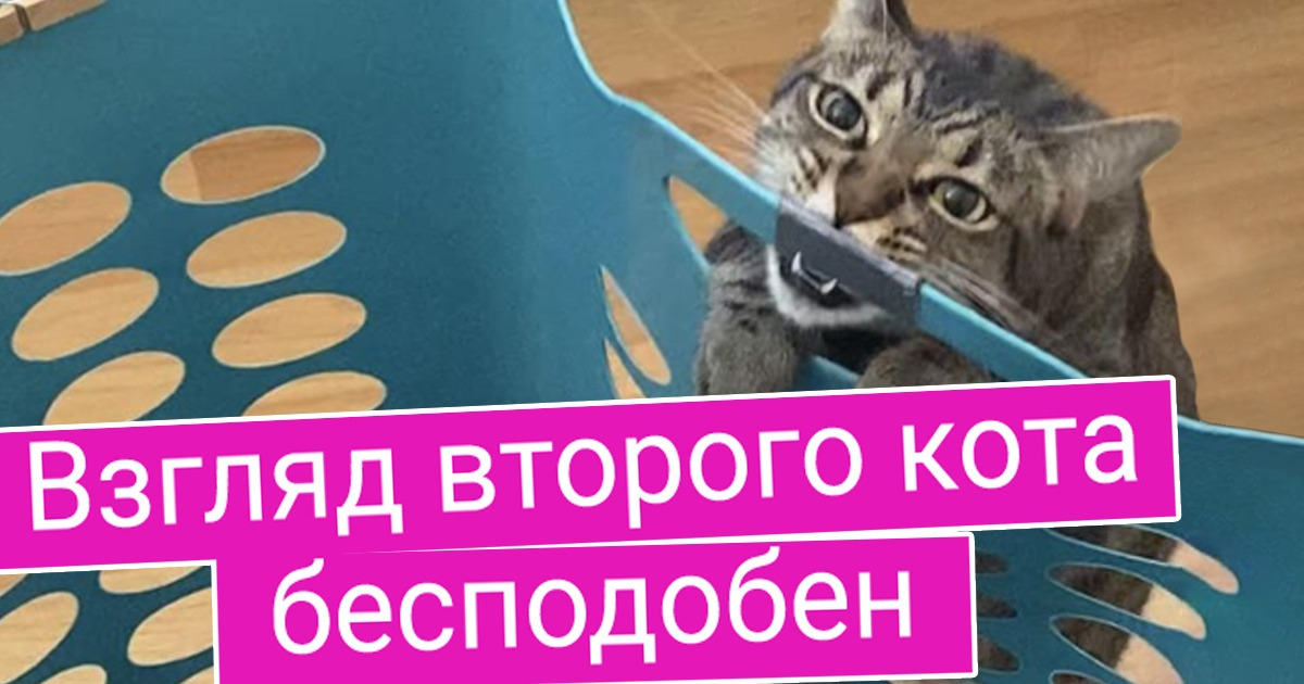 20+ чудаковатых котиков, поведение которых сложно понять и невозможно забыть 20+ чудаковатых котиков, поведение которых сложно понять и невозможно забыть
