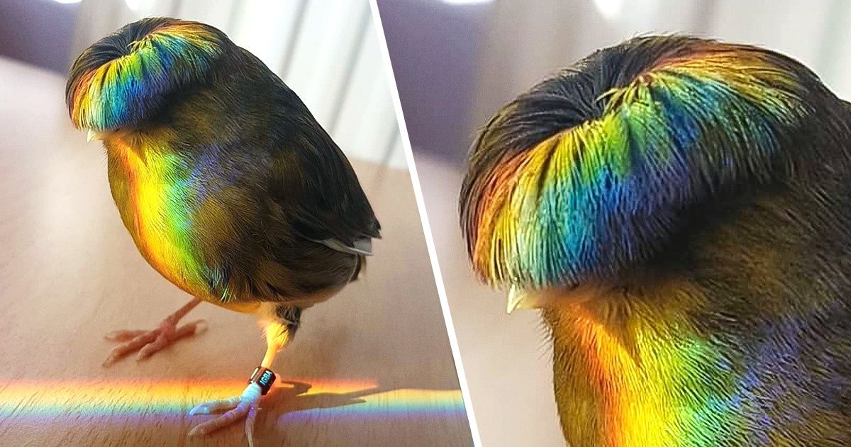 20+ диковинных животных, которые, кажется, ошиблись планетой 20+ диковинных животных, которые, кажется, ошиблись планетой