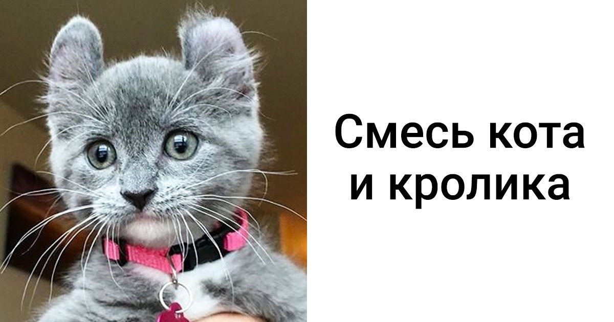 18 редких животных, в которых можно влюбиться с первого взгляда 18 редких животных, в которых можно влюбиться с первого взгляда