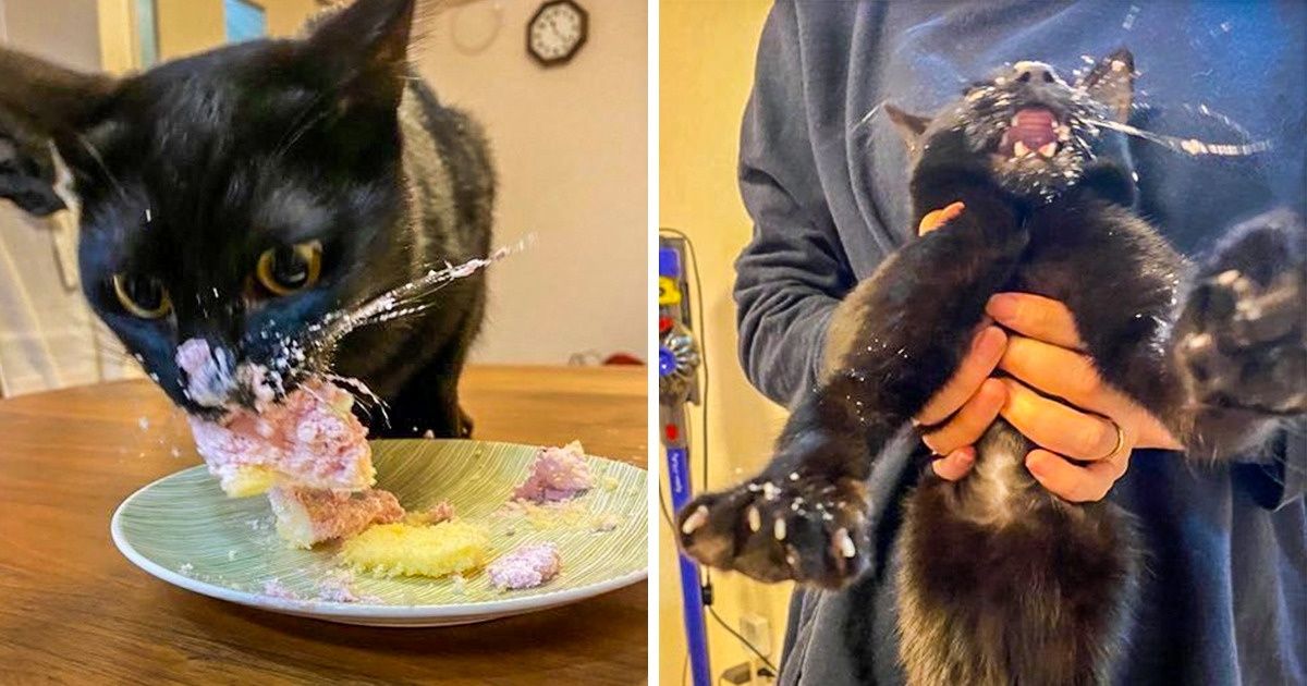 20 животных, которым не знакомо понятие «личное пространство»