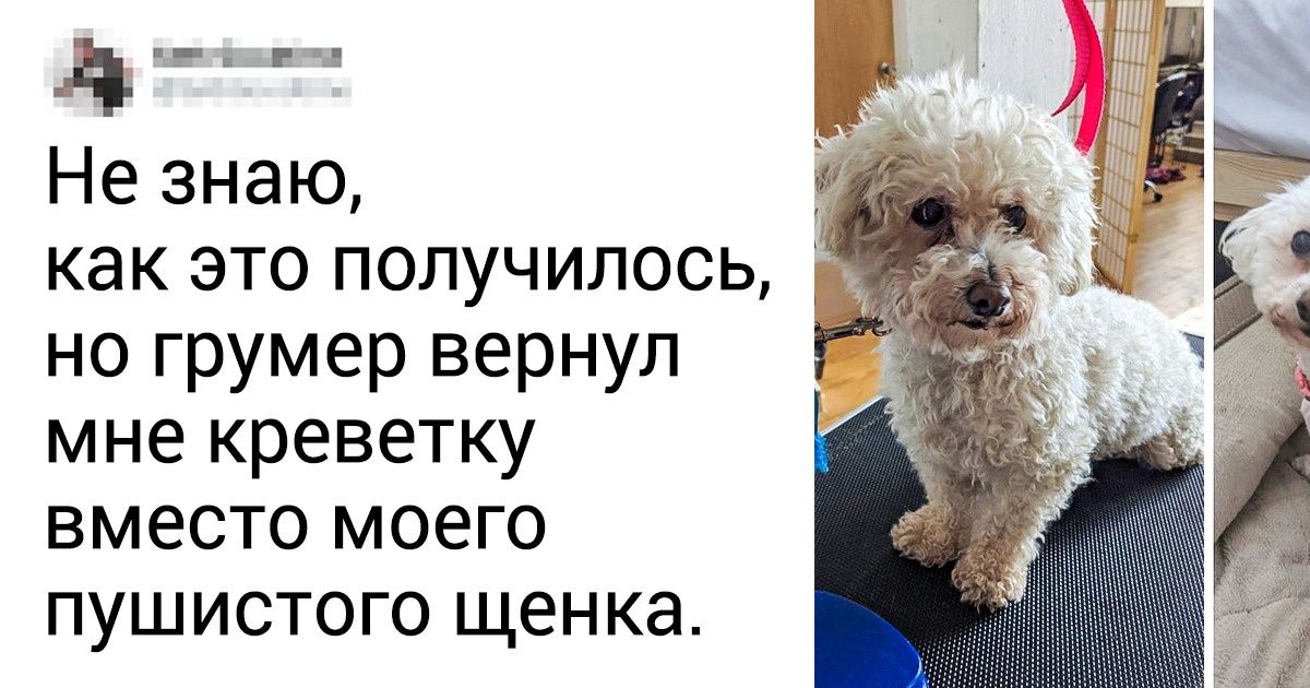 20+ животных, которых после стрижки не то что хозяин — родная мама не узнает