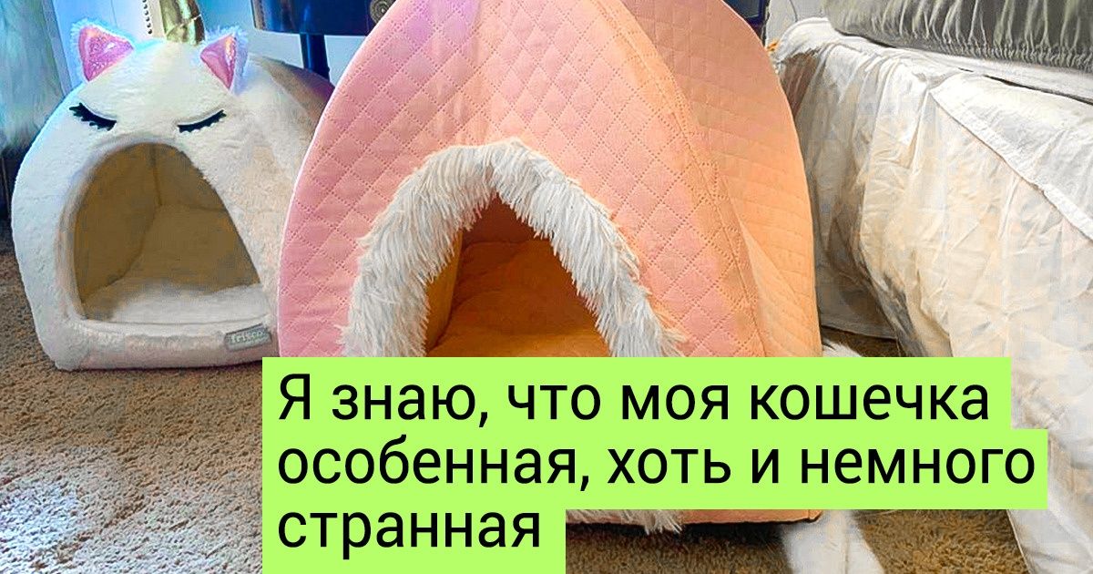 19 самодовольных животных, которые наслаждаются жизнью и плюют на мнение окружающих