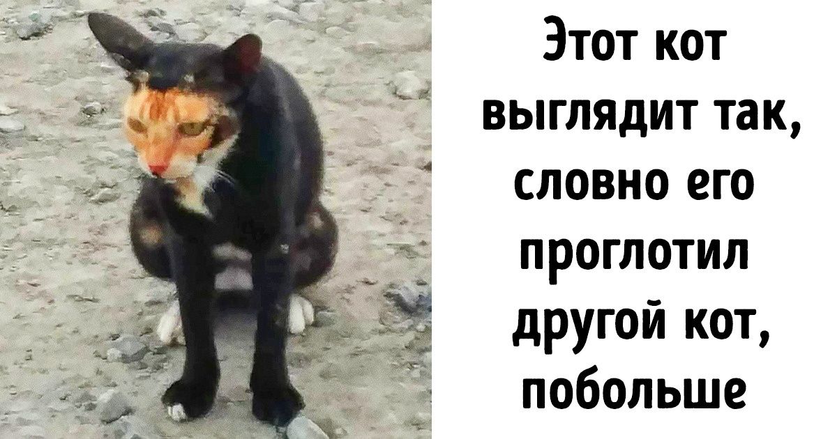 20+ кошек и собак, которые настолько особенные, что вторых таких в мире не найти 20+ кошек и собак, которые настолько особенные, что вторых таких в мире не найти
