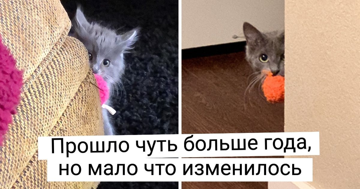 20+ питомцев, которые выросли, а своим привычкам не изменили