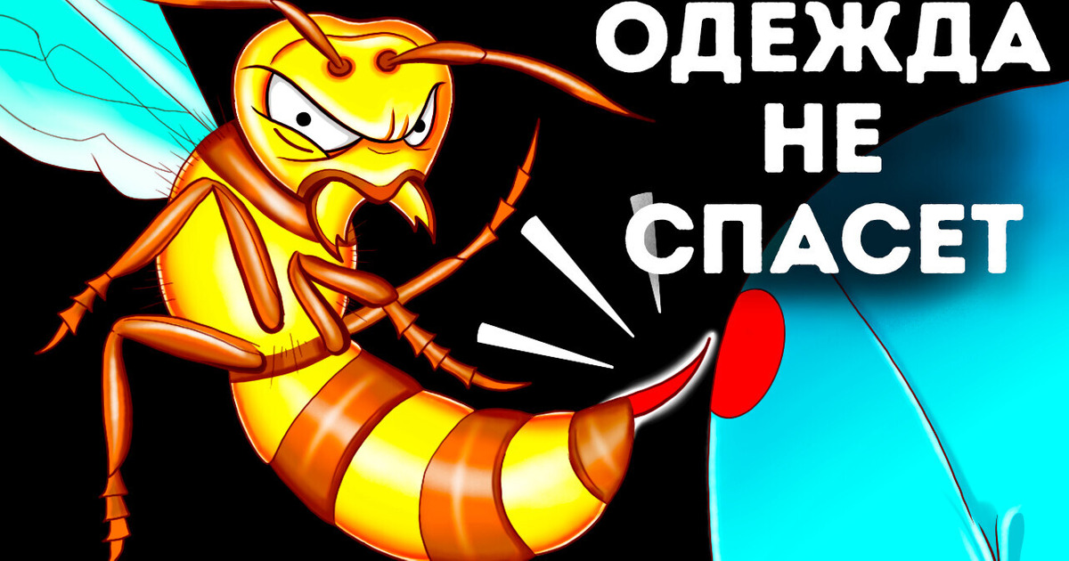 Что случится, если вас ужалит азиатский огромный шершень