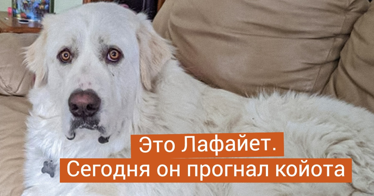 19 мохнатых крошек, которые в одночасье вымахали до размеров небольшого бегемота 19 мохнатых крошек, которые в одночасье вымахали до размеров небольшого бегемота