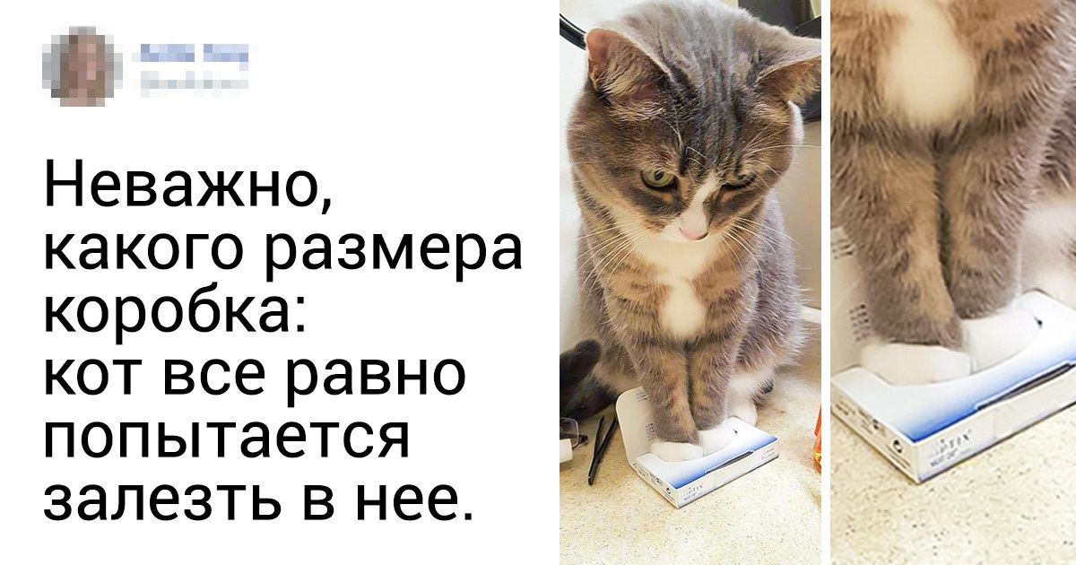 20+ питомцев, которые нашли самое удобное место. Ну, или им так кажется
