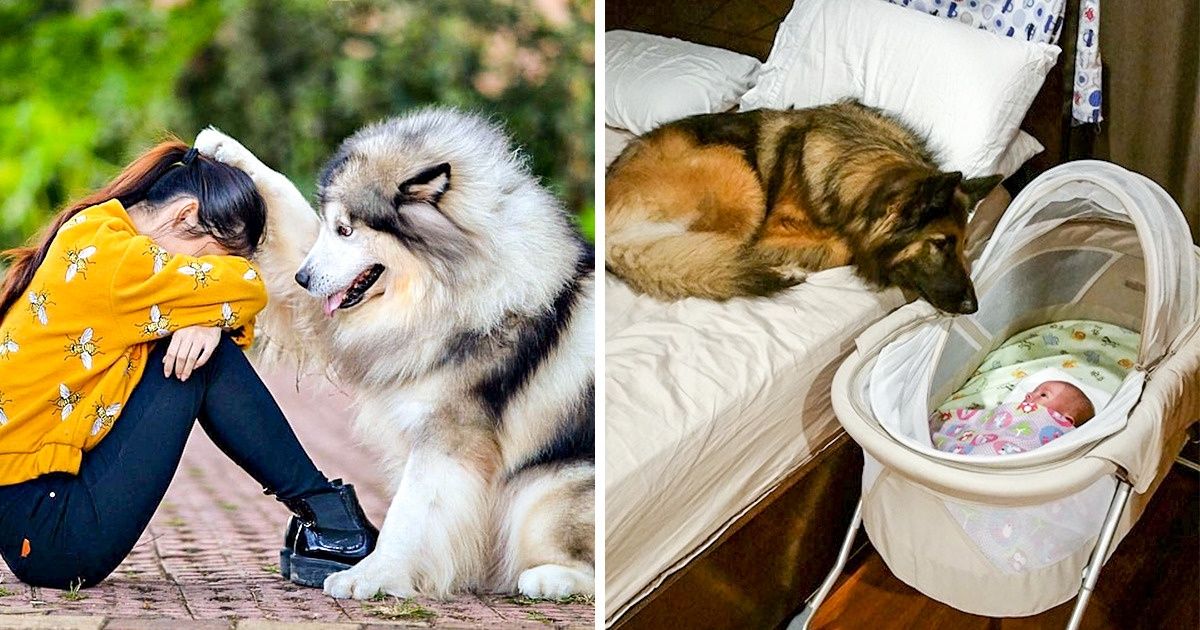 18 собак, которые без ума от своих людей и не скрывают этого