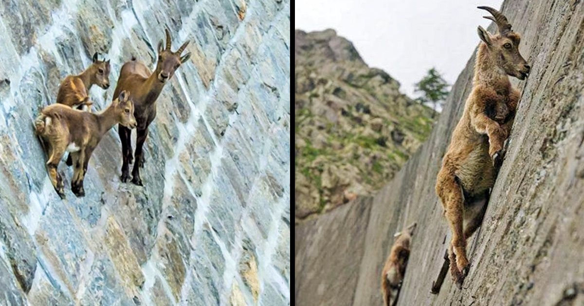 20+ впечатляющих фото, доказывающих, что козы способны забраться куда угодно