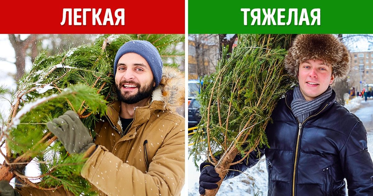 Верные признаки, по которым идеальную елку можно определить за 3 минуты