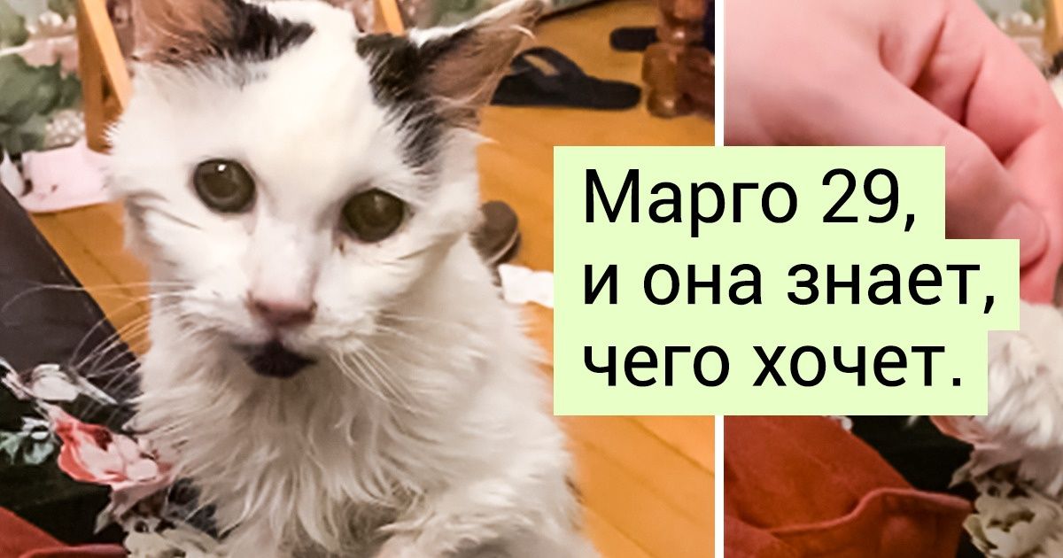 20 животных в почтенном возрасте, которые напомнят, как важно ценить настоящих друзей