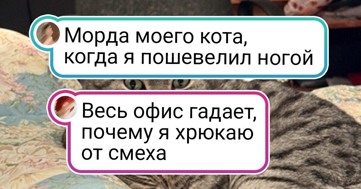 15+ хвостатых и пернатых, чья мимика достойна Оскара 15+ хвостатых и пернатых, чья мимика достойна Оскара