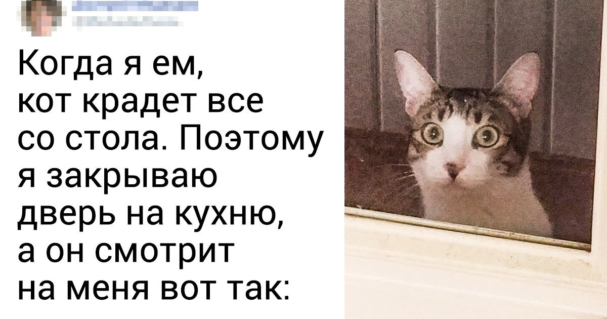 Кот садится на стол