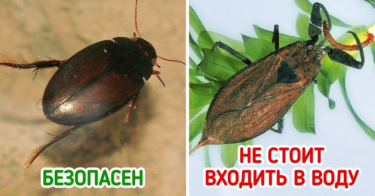 11 опасных существ, для встречи с которыми не обязательно ехать в Австралию 11 опасных существ, для встречи с которыми не обязательно ехать в Австралию