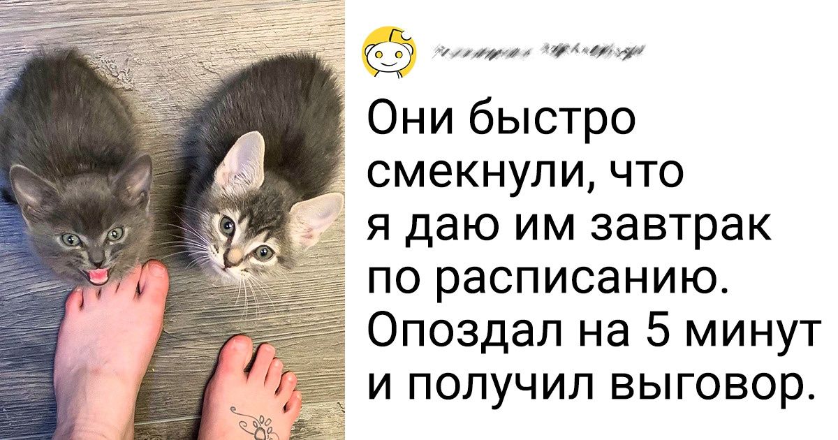 15+ случаев, когда животные говорили с нами почти на одном языке 15+ случаев, когда животные говорили с нами почти на одном языке