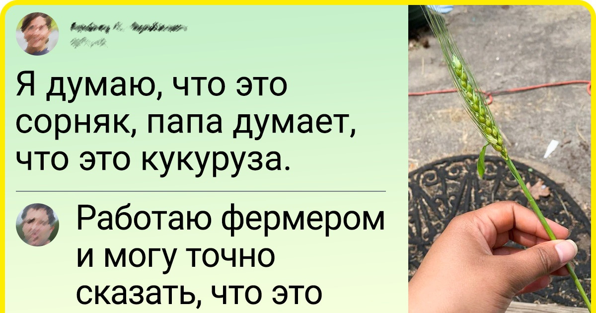 15+ растений, которые пользователи самостоятельно не смогли определить. И обратились за помощью в интернет