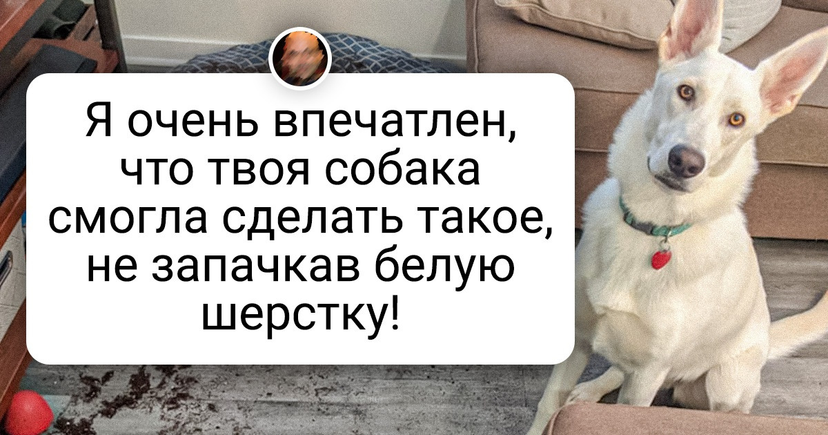 19 любимцев, которые скорее хозяина заставят чувствовать себя виноватым, чем раскаются в содеянном 19 любимцев, которые скорее хозяина заставят чувствовать себя виноватым, чем раскаются в содеянном