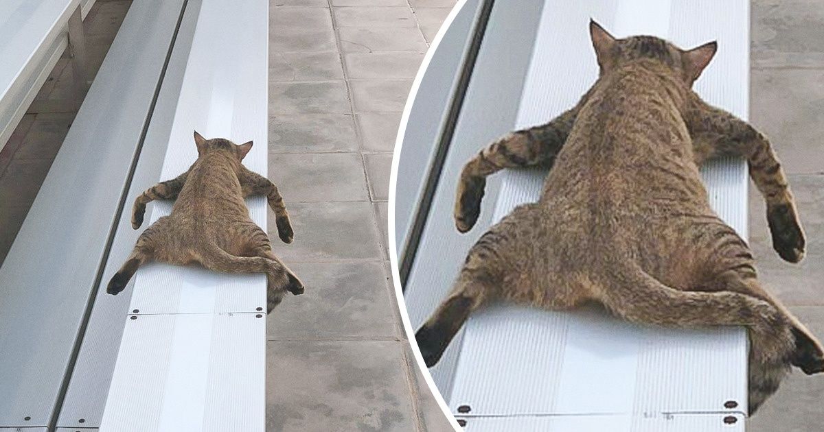 18 животных, которые неправильно поняли, для чего нужна мебель