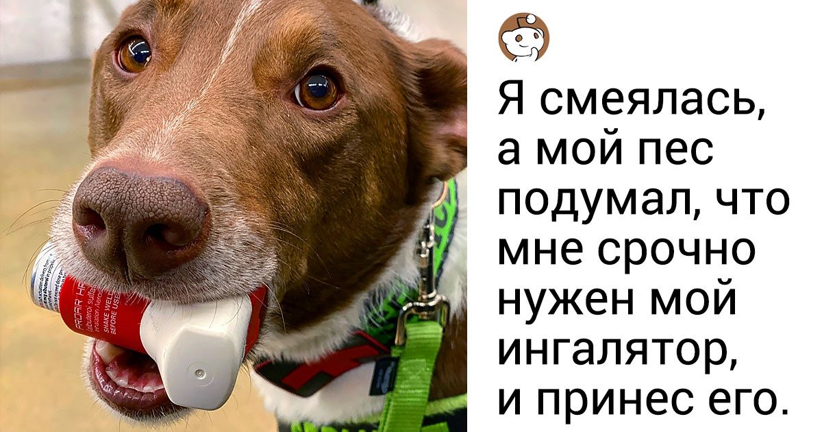 20+ собак, которые выполняют свою работу не покладая лапок