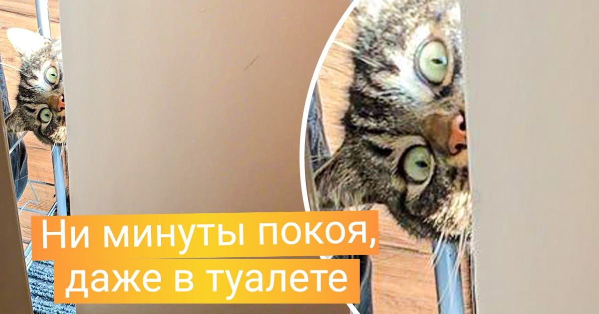 20+ животных, которые умеют так лихо пакостить, что даже в собственном доме постоянно оглядываешься 20+ животных, которые умеют так лихо пакостить, что даже в собственном доме постоянно оглядываешься