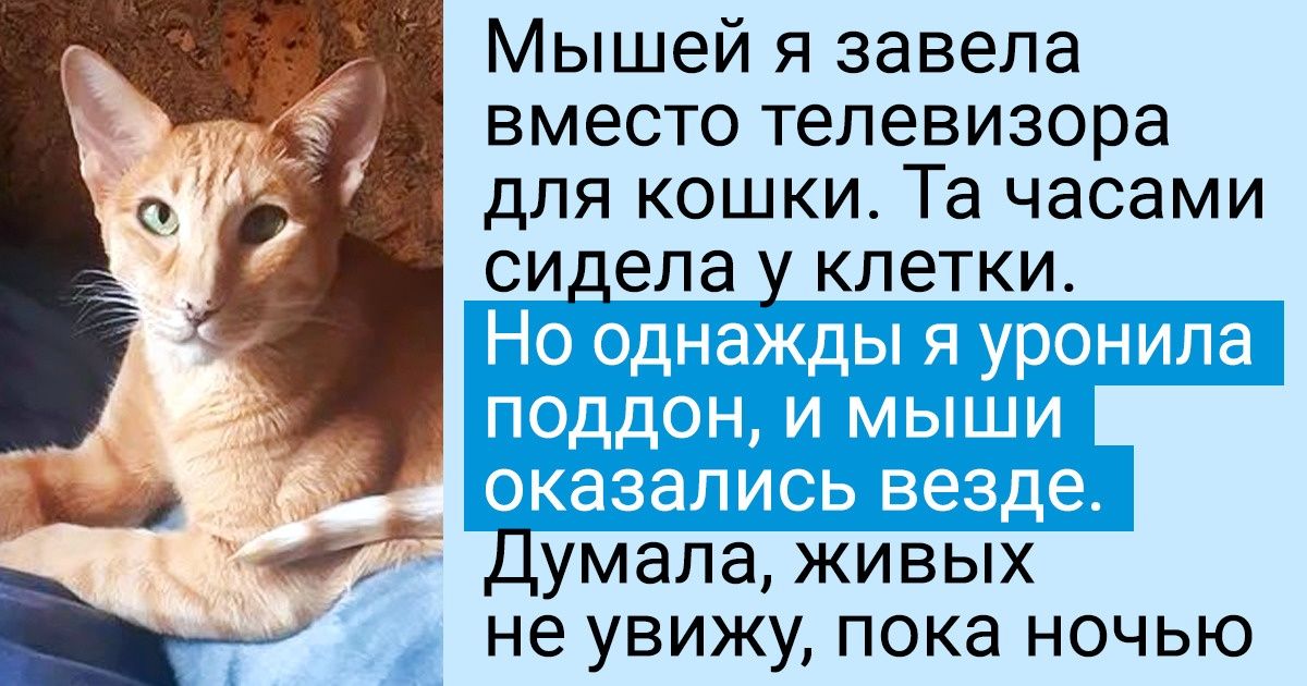 Кошка уронила котенка с дивана