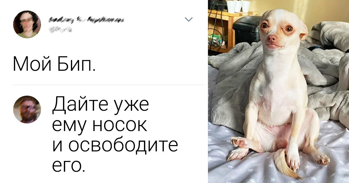 17 домашних питомцев, которых кто-то назовет страшненькими, а мы считаем, что у них просто такой шарм 17 домашних питомцев, которых кто-то назовет страшненькими, а мы считаем, что у них просто такой шарм