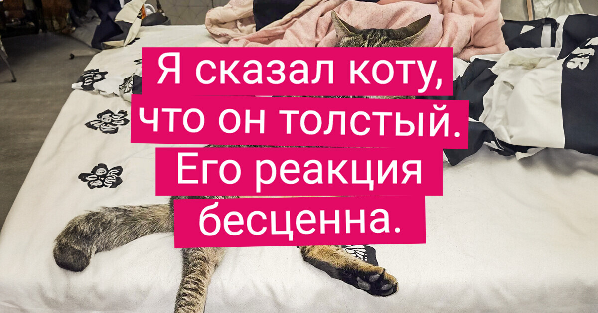 15+ хвостатых, которые умеют такие рожи строить, что хоть стой, хоть падай 15+ хвостатых, которые умеют такие рожи строить, что хоть стой, хоть падай