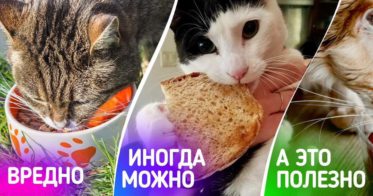 10 важных нюансов в питании кошек, которые стоит знать их хозяевам 10 важных нюансов в питании кошек, которые стоит знать их хозяевам