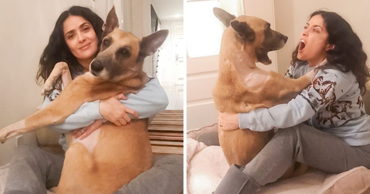 Ученые считают, что наши собаки действительно понимают, что им говорят Ученые считают, что наши собаки действительно понимают, что им говорят