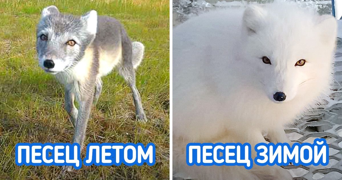 20+ теплых фото животных, которые доказывают, что зима — это отличное время года