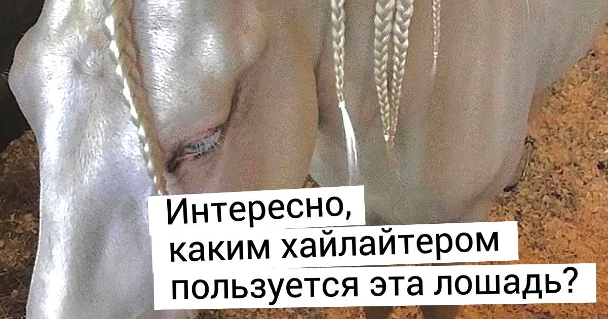 17 животных неповторимого окраса, которых хоть сейчас отправляй на подиум 17 животных неповторимого окраса, которых хоть сейчас отправляй на подиум