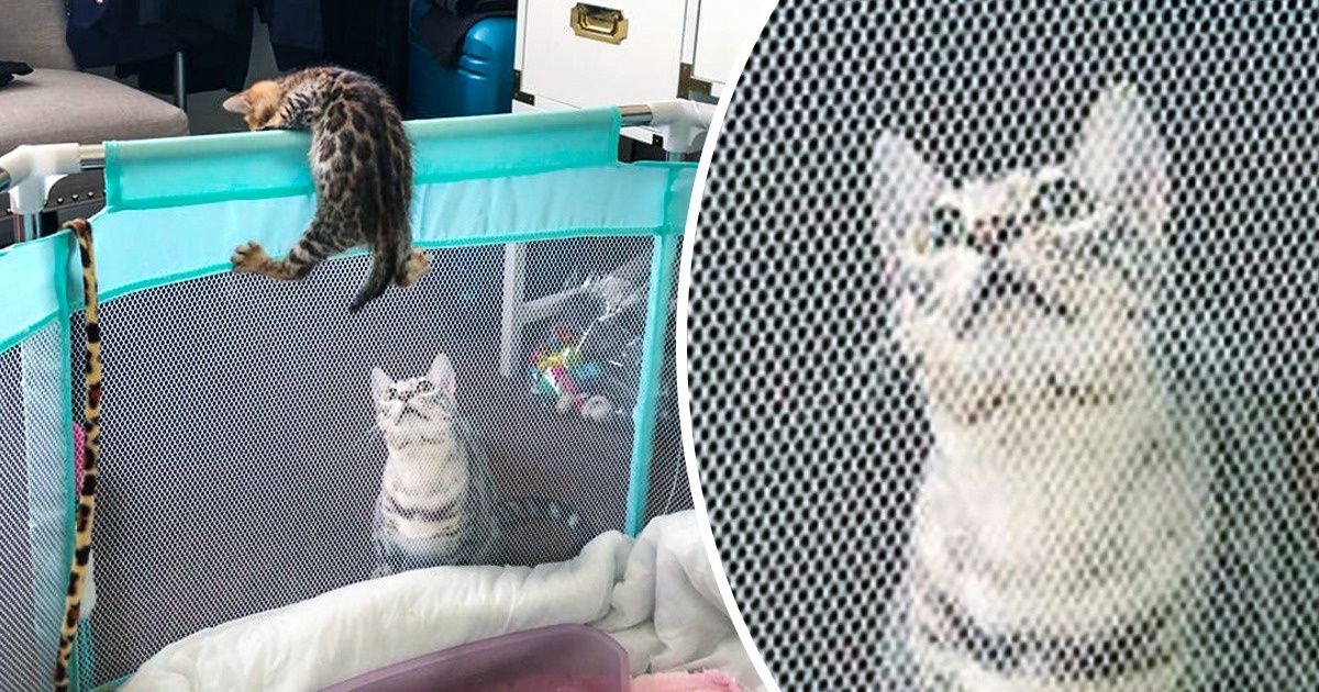 15 доказательств того, что все родители одинаковы, даже хвостатые 15 доказательств того, что все родители одинаковы, даже хвостатые