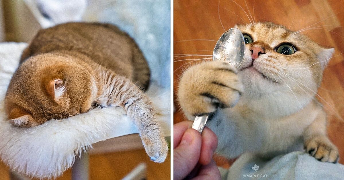 Если ваш день не задался, просто откройте статью с 20+ котиками, которые точно порадуют
