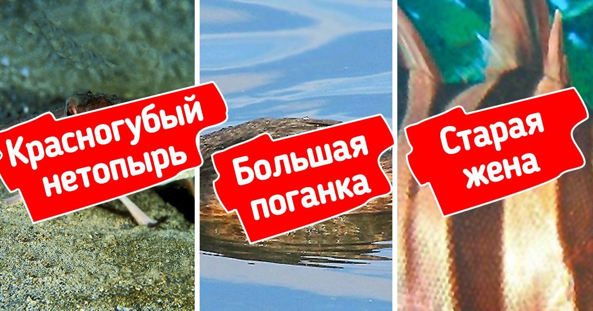 Как выглядят 7 животных с самыми странными в мире названиями Как выглядят 7 животных с самыми странными в мире названиями