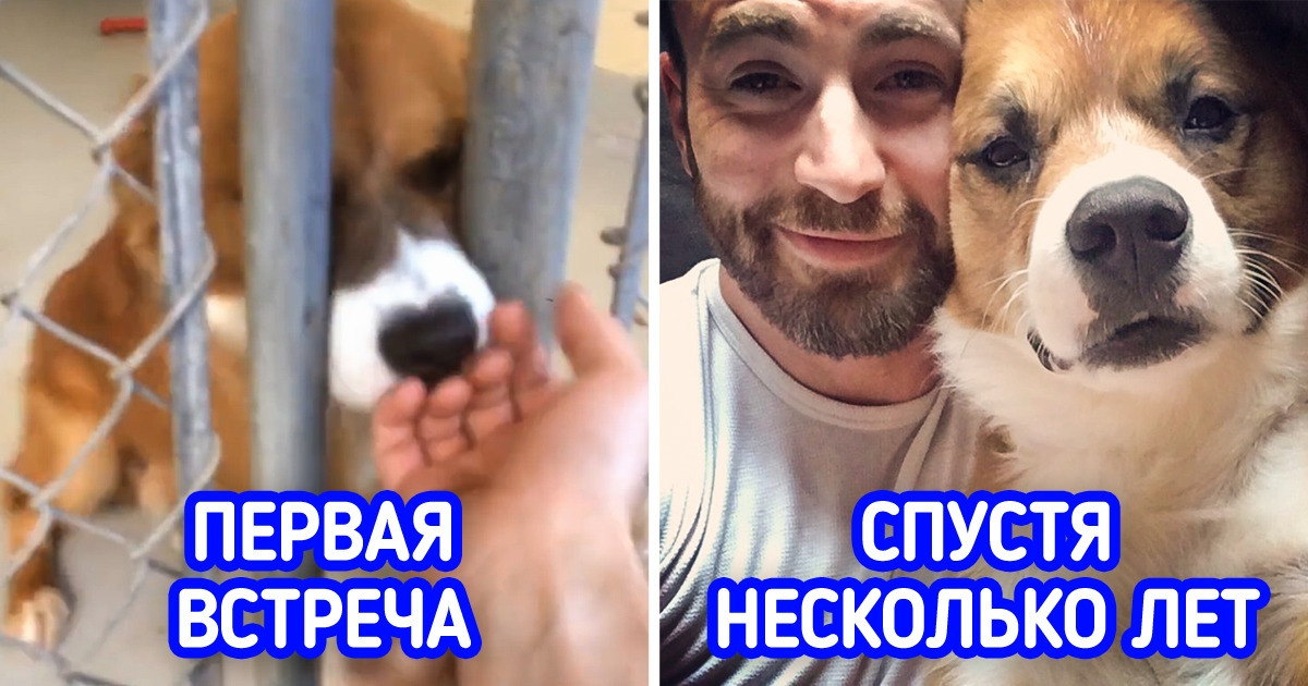 10+ звезд, которые не выбирали эксклюзивных питомцев, а спасли пушистых друзей из приюта 10+ звезд, которые не выбирали эксклюзивных питомцев, а спасли пушистых друзей из приюта