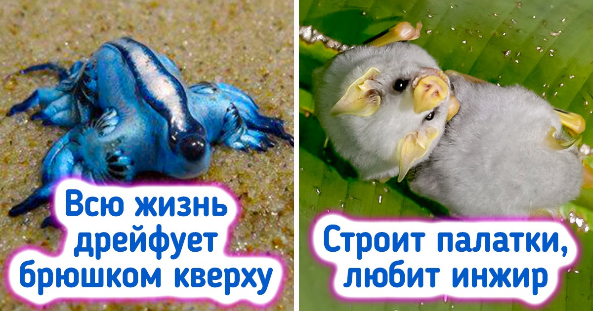 15+ реальных существ с нашей планеты, глядя на которых думаешь, что же это природа придумала такое 15+ реальных существ с нашей планеты, глядя на которых думаешь, что же это природа придумала такое