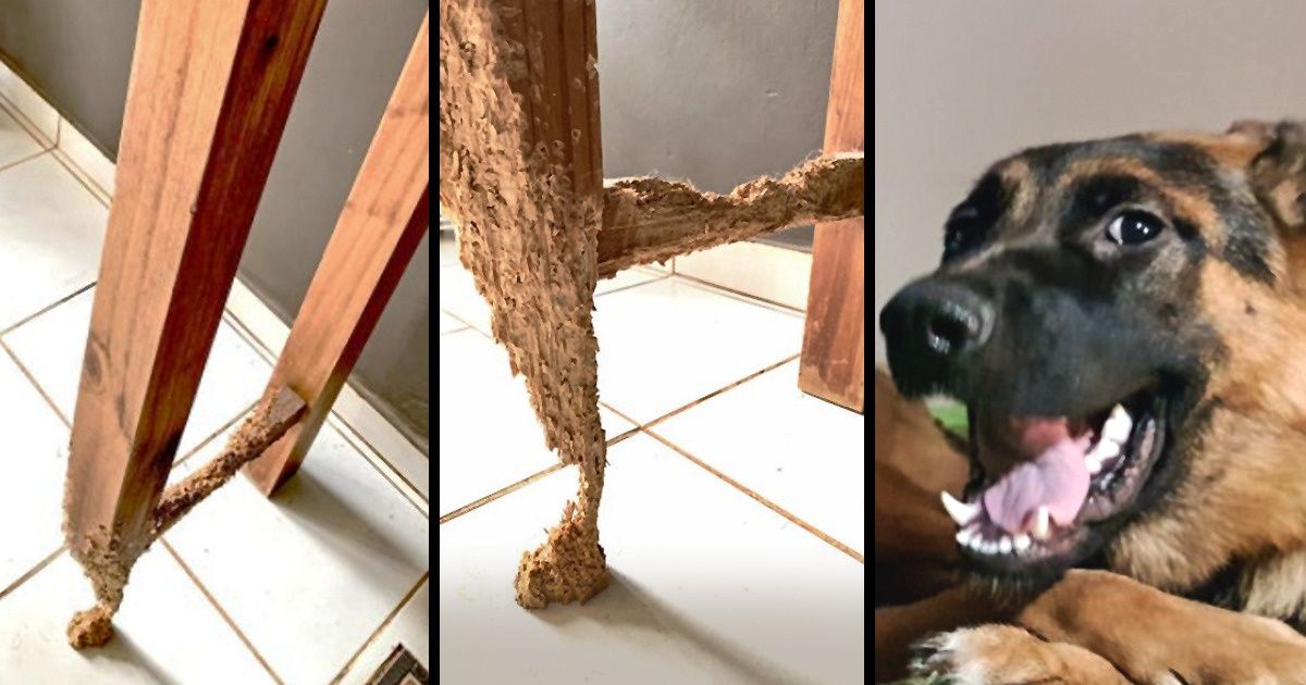 20+ хвостатых негодяев, которые испытывают нервы своих хозяев максимально изощренным образом 20+ хвостатых негодяев, которые испытывают нервы своих хозяев максимально изощренным образом