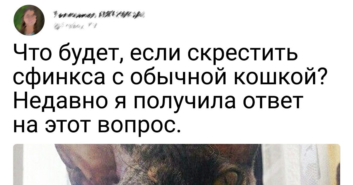 20+ человек, которые решили завести породистого кота. И теперь только успевают фотографировать 20+ человек, которые решили завести породистого кота. И теперь только успевают фотографировать