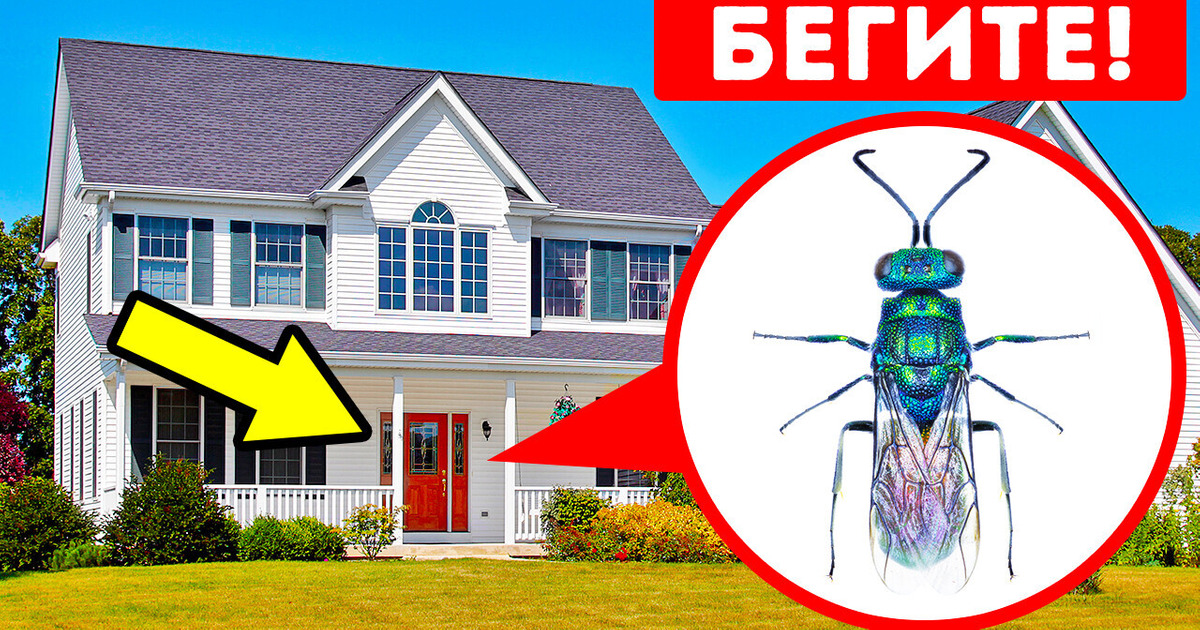 Если услышите жужжание за стеной, бегите из дома